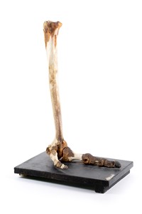 Image description is not available for 1997.1.5